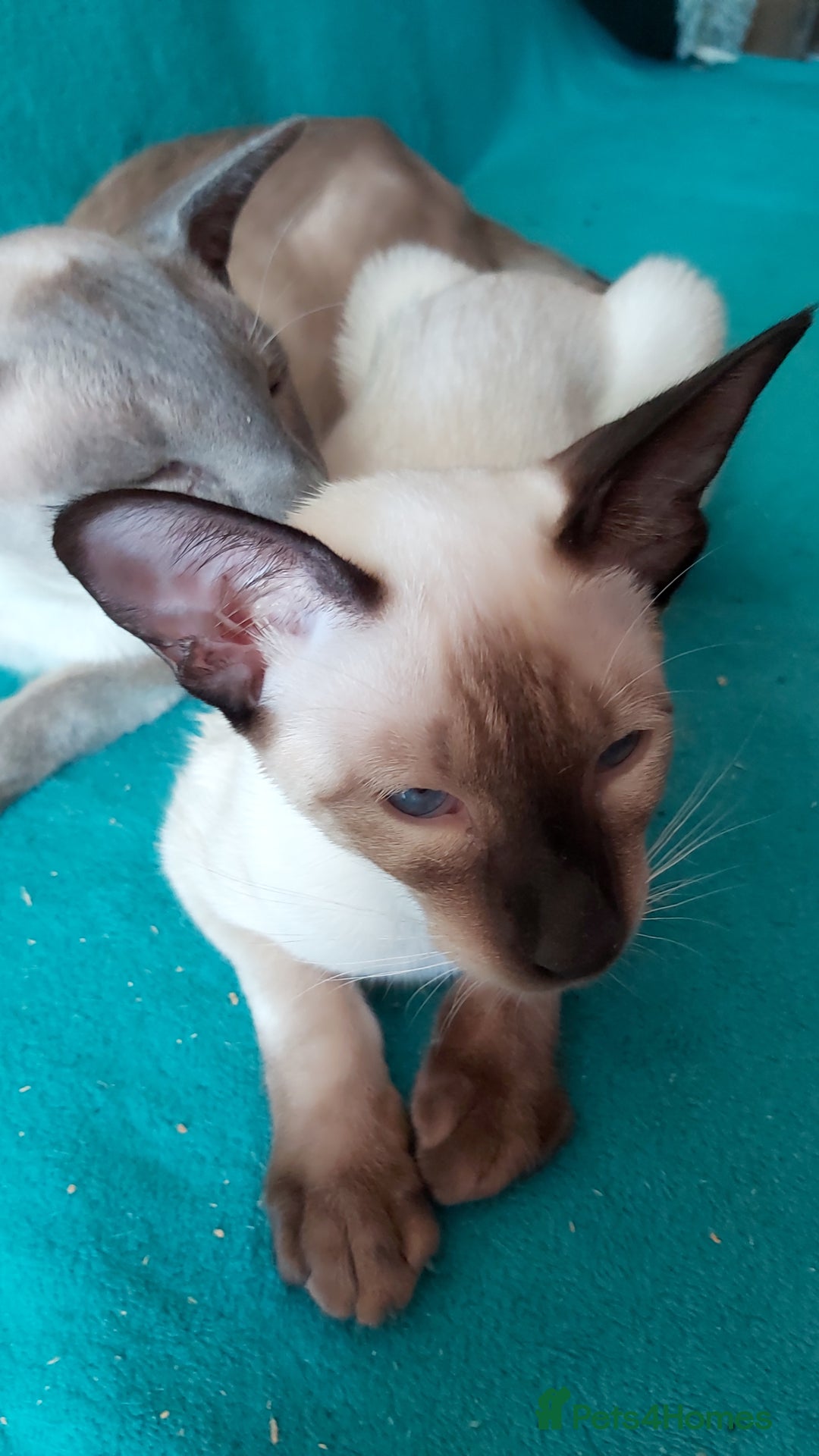 Oriental cats for sale: Full Pedigree Oriental 2 Kittens XL size ears GCCF - Image 16