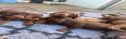 Miniature Dachshund dogs for sale: 4 miniature dachshund puppies  - Advert 5