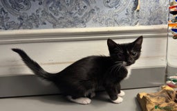Domestic Shorthair cats for sale: Five lovely kittens for sall - Image 8