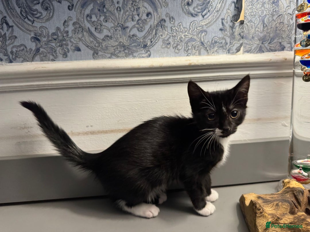 Domestic Shorthair cats for sale: Five lovely kittens for sall - Image 8
