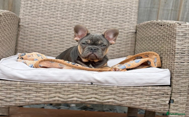 French Bulldog dogs - Advert 1