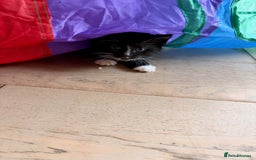 Domestic Shorthair cats for sale: Gorgeous kittens for sale - south of Edinburgh  - Image 12