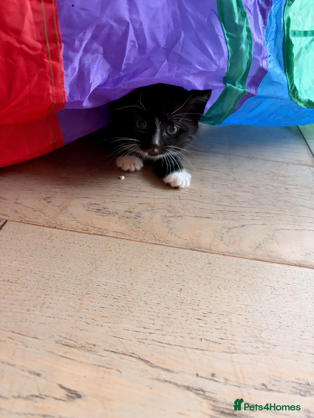 Domestic Shorthair cats for sale: Gorgeous kittens for sale - south of Edinburgh  - Image 12