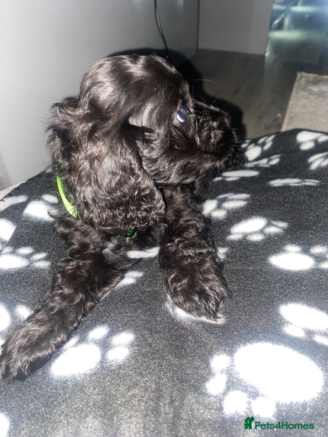 Cockapoo dogs for sale: Gorgeous American cockapoos  - Image 8