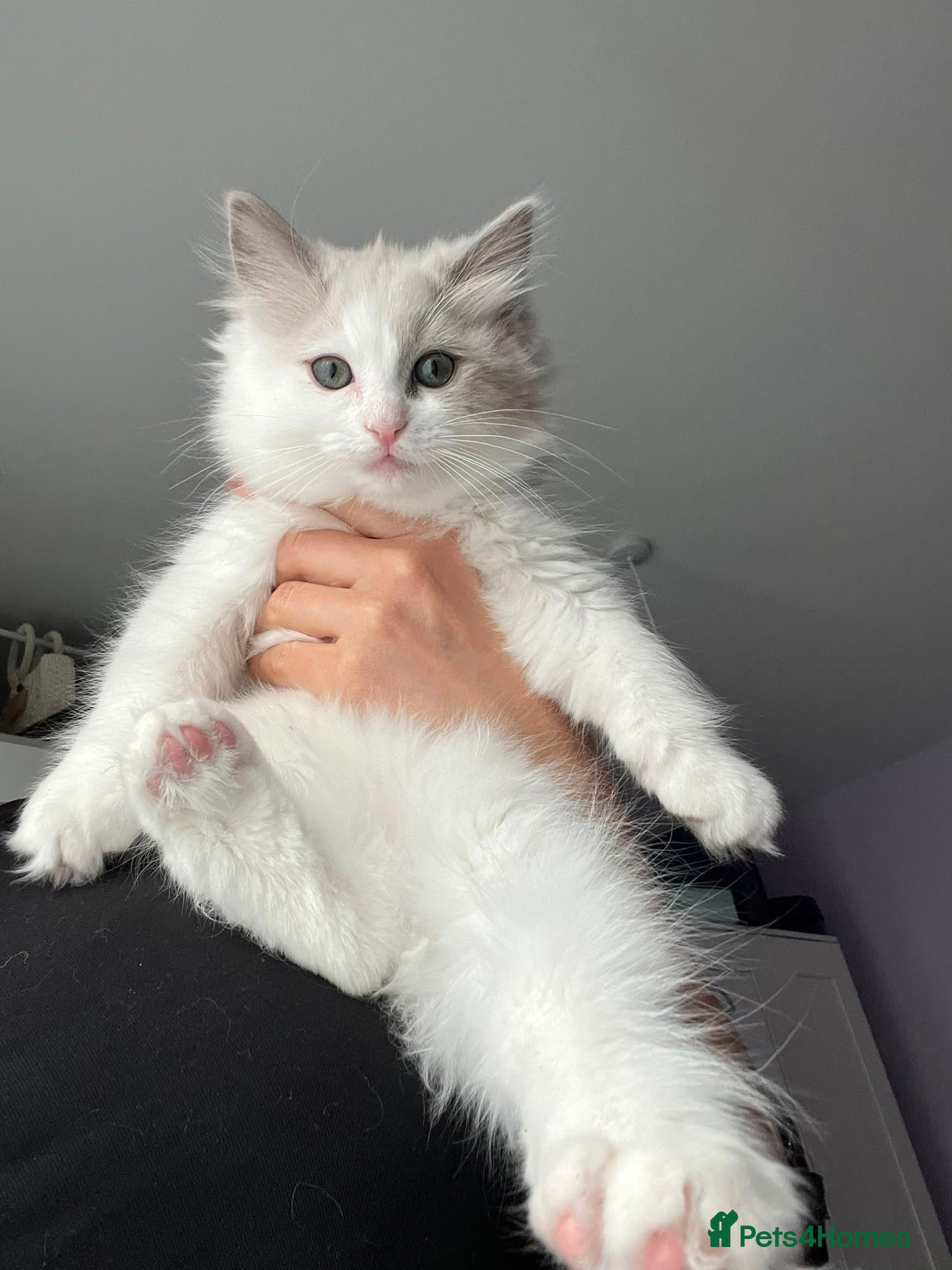 Ragdoll cats Ready Light Mink Cherubim Ragdoll girl Green eyes) - Advert 10