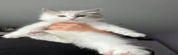 Ragdoll cats for sale: Light Mink Cherubim Ragdoll kitten (Green eyes) - Advert 3