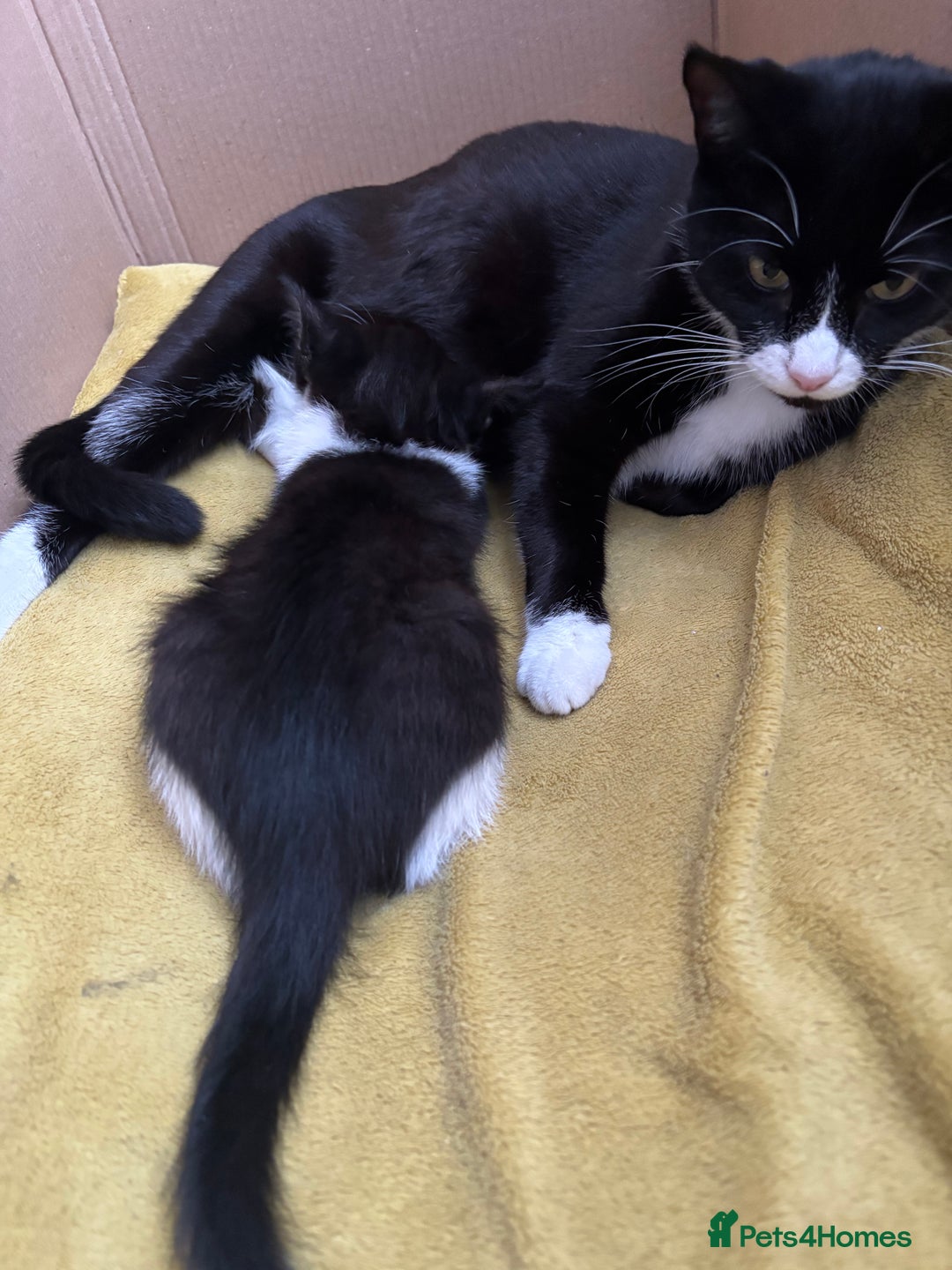 Mixed Breed cats for sale: Joyful kitten ❤️😈😆😍 - Advert 1