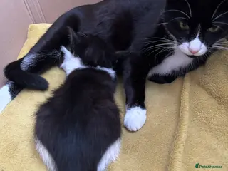 Mixed Breed cats Joyful kitten ❤️😈😆😍 - Advert 15