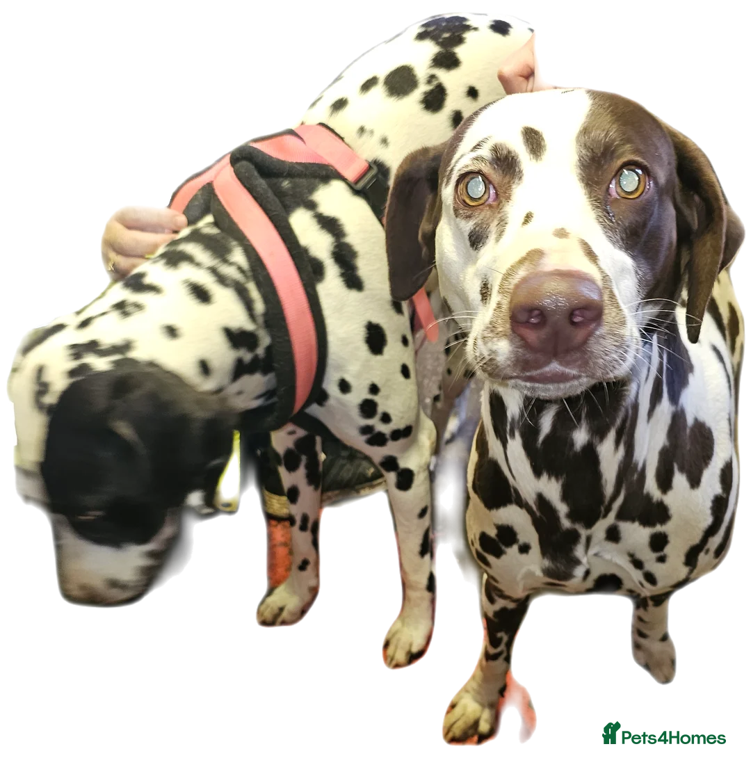 Dalmatian dogs for stud: Liver spot kc dalmatian for stud in Bedford - Advert 12