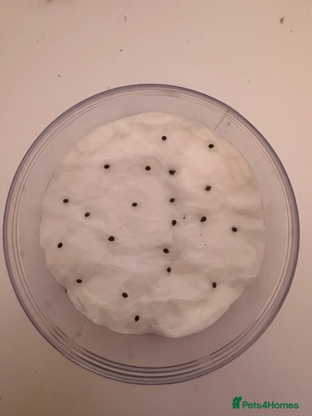 Stick Insects invertebrates for sale: Indian stick insect eggs for sale! 🥚🦗🐛🌿 in Redcar - Advert 2