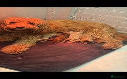 Cockapoo dogs for sale: Amazing litter of f1b cockerpoo puppies for sale - Image 2