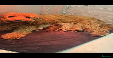 Cockapoo dogs - Advert 4