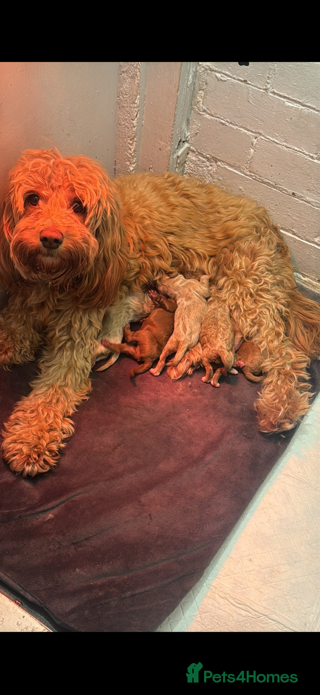 Cockapoo dogs for sale: Amazing litter of f1b cockerpoo puppies for sale - Image 2