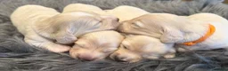 Miniature Dachshund dogs for sale: Exceptional KC Reg Miniature L/H Dachshund Puppies - Advert 4