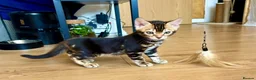 Bengal cats for sale: Stunning Bengal Kittens - Advert 22