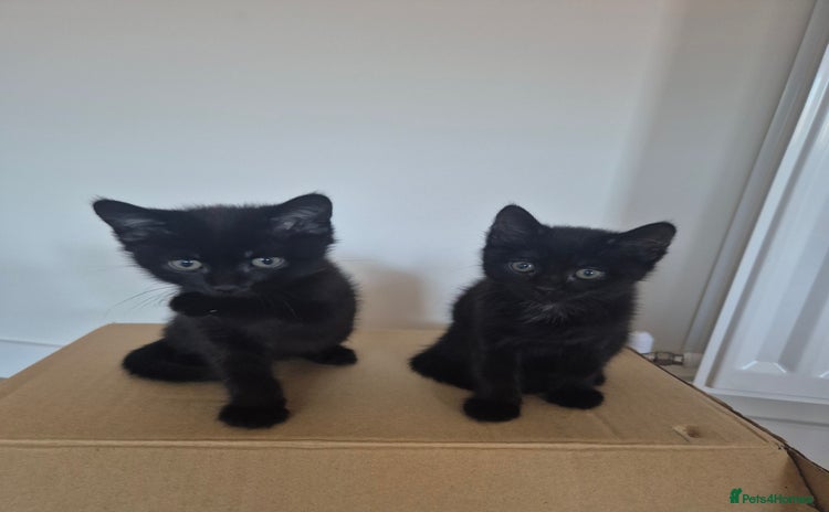 Mixed Breed cats - Advert 13