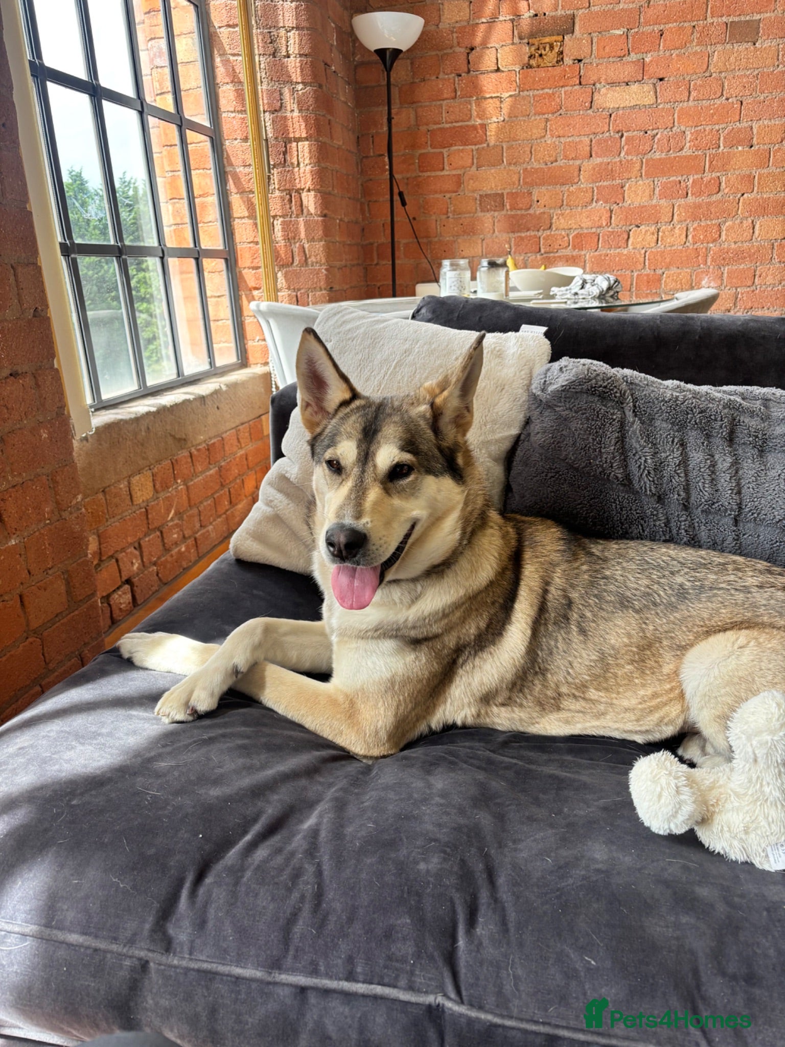 Mixed Breed dogs 3 year old malamute husky - Advert 3