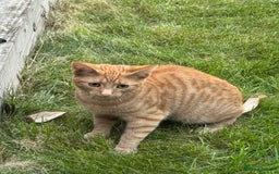 Domestic Shorthair cats for sale: Kitten Looking for a Loving Home - Image 3