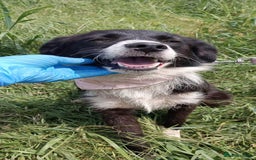 Mixed Breed dogs for adoption: Terrific Trixie - Image 12