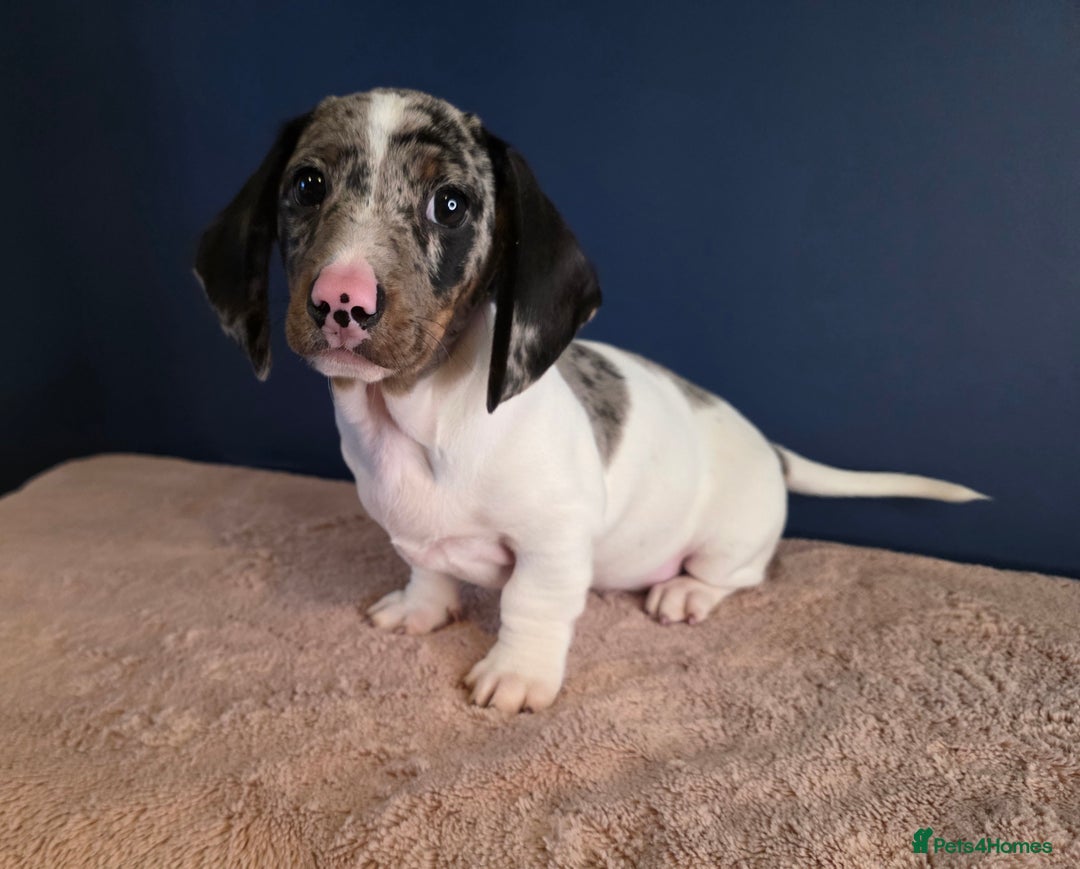Dachshund dogs for sale: KC Registered Shorthaired dachshunds  - Advert 17