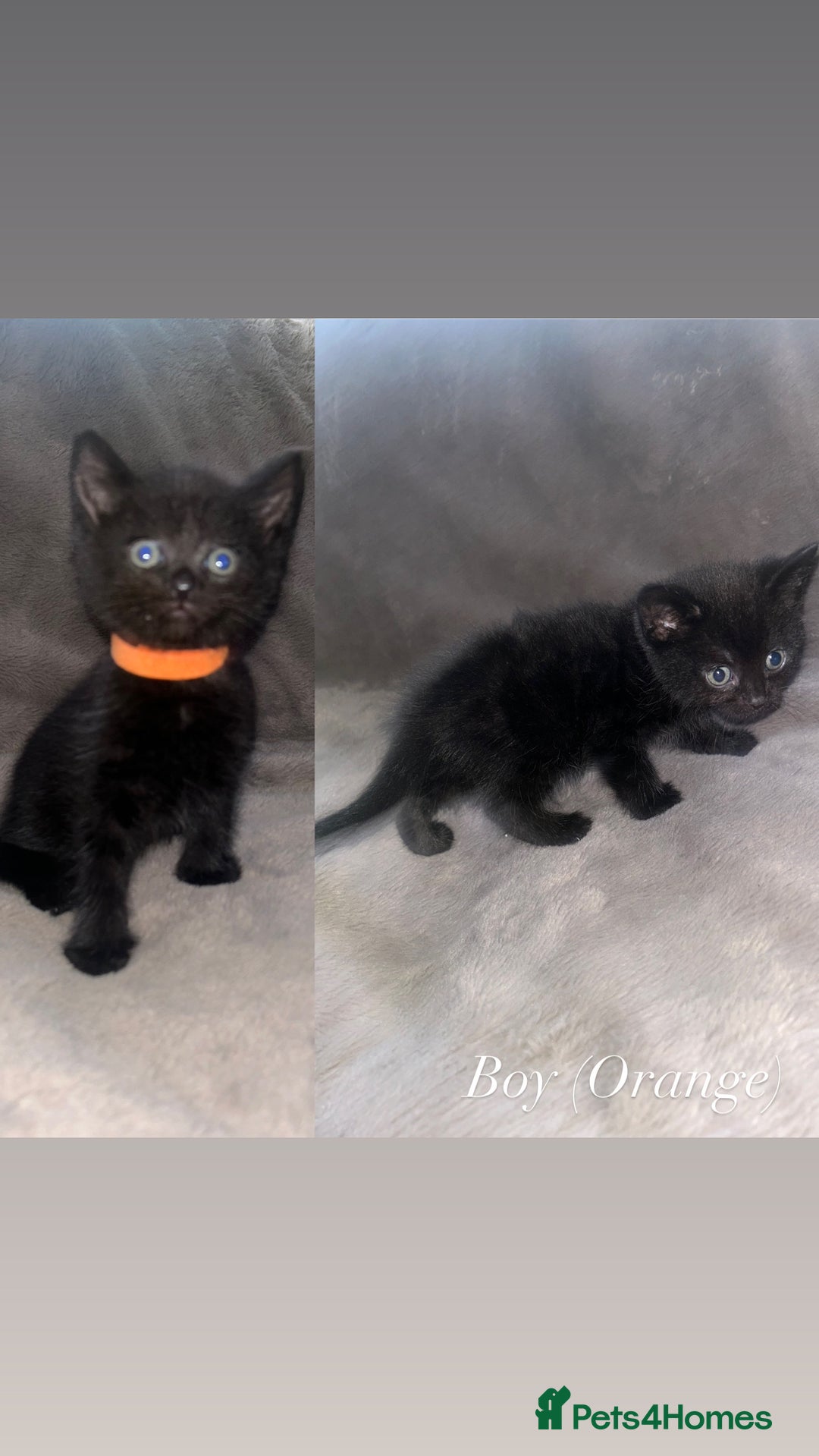 Domestic Shorthair cats for sale: Black Domestic Shorthair Kittens  - Advert 5