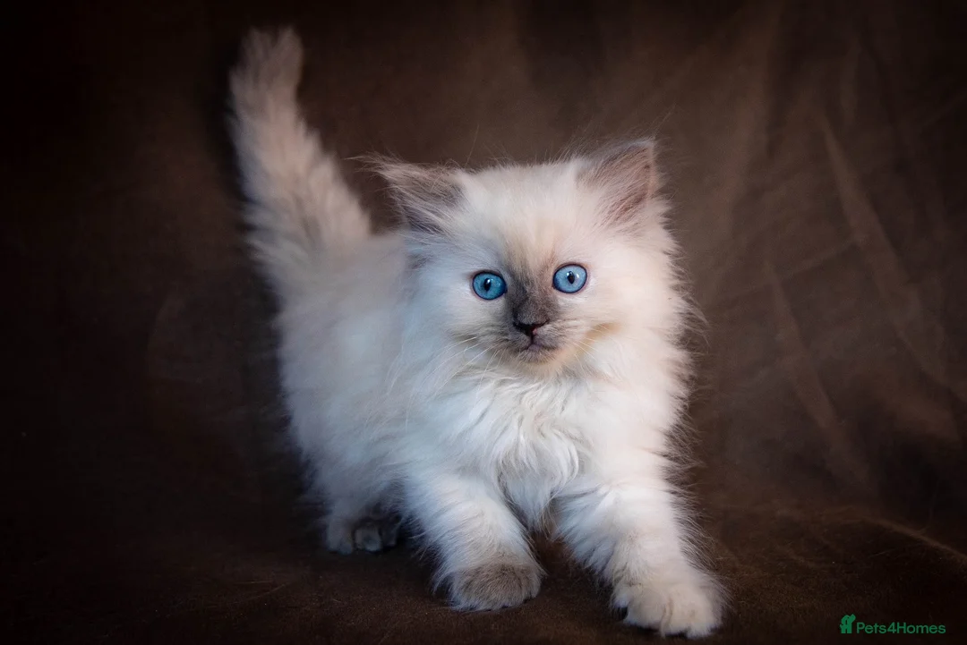 Ragdoll cats for stud: Stunning Blue mitted 'Smokey'  in Bedworth - Advert 5