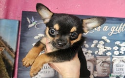 French Bulldog dogs for sale: Beautiful French Bulldogs  - Image 4