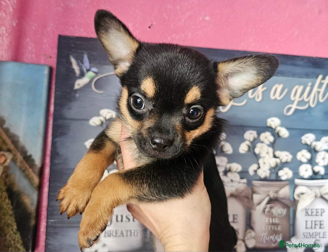 French Bulldog dogs for sale: Beautiful French Bulldogs  - Image 4