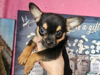 French Bulldog dogs ❤️⭐️ Adorable Frenchie poms ❤️⭐️ - Advert 2