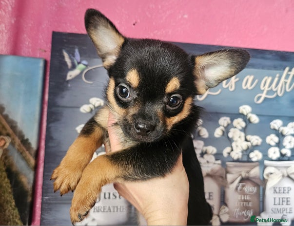 French Bulldog dogs ❤️⭐️ Adorable Frenchie poms ❤️⭐️ - Advert 5