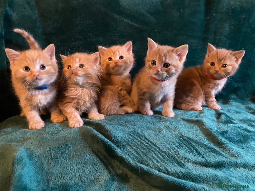 Scottish Fold cats for sale: Scottish Straight Ginger Kittens  - Advert 1