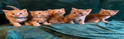 Scottish Fold cats for sale: ALL RESERVED NOW Scottish Straight Ginger Kittens - Advert 1