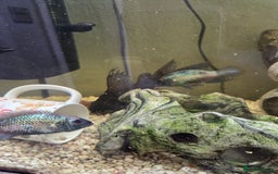 Catfish fish for sale: 4 different catfish - Image 5