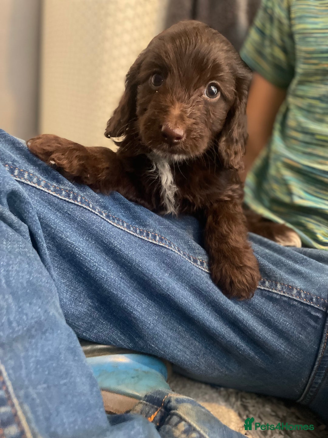 Cockapoo dogs for sale: F1 cockapoo - Image 10