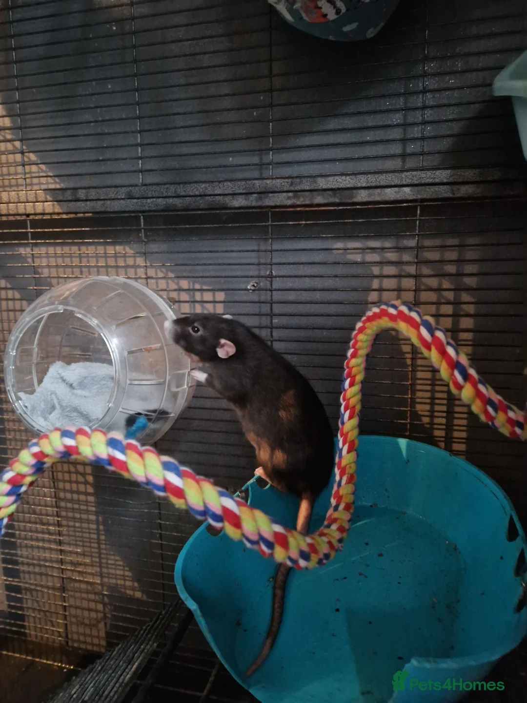 Rat rodents for sale: 2 female rats for rehoming - Advert 1