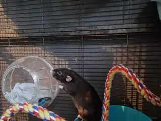 Rat rodents 2 female rats for rehoming - Advert 1