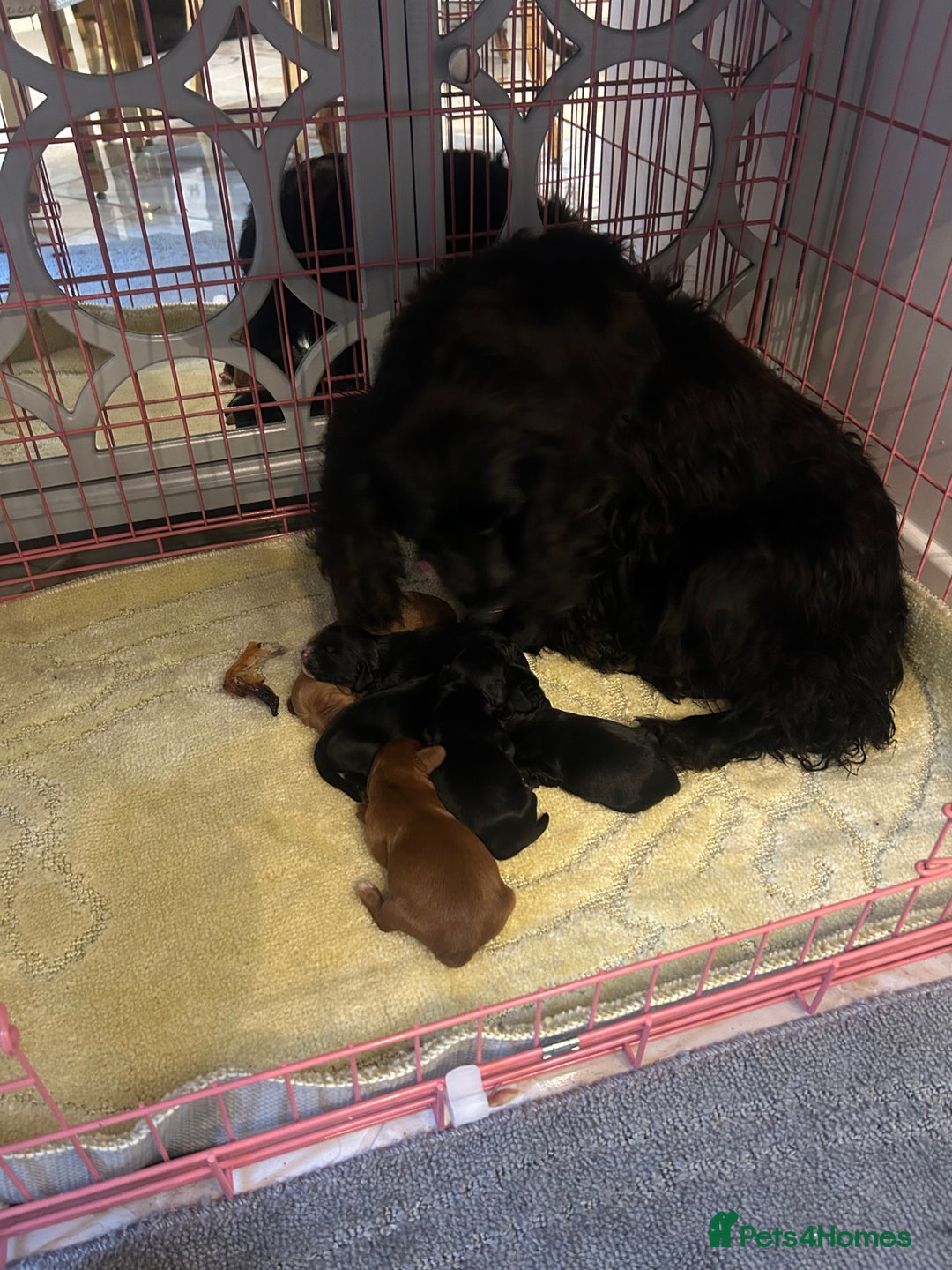 Cocker Spaniel dogs for sale: K C registered Cocker spaniel puppies  - Advert 5