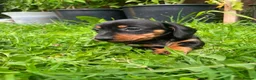 Miniature Dachshund dogs for sale: 🐾 Beautiful Miniature Dachshund Puppies 🐾 - Advert 7