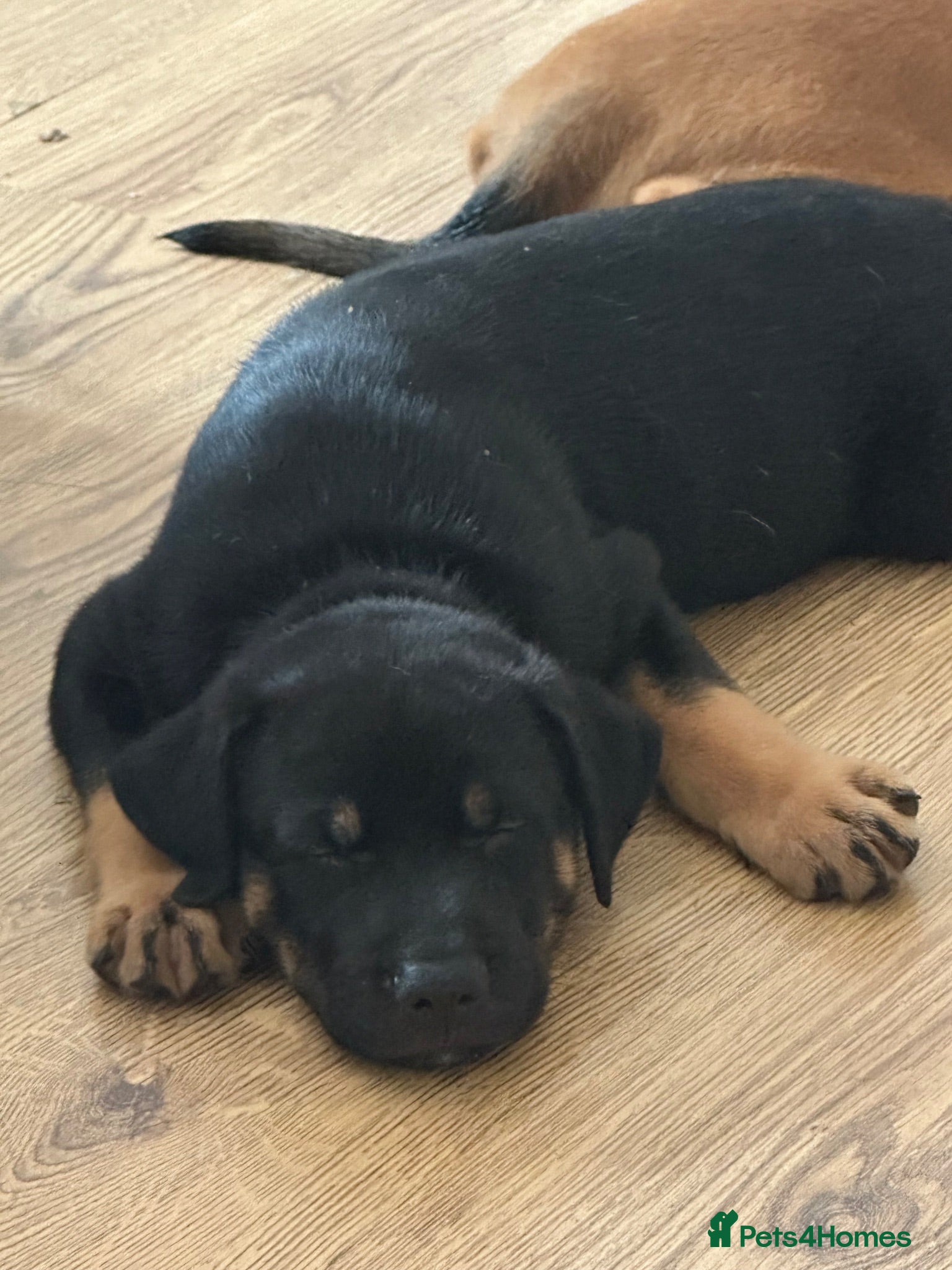 Mixed Breed dogs 2 boys available Belgium Malinois cross puppy’s  - Advert 2