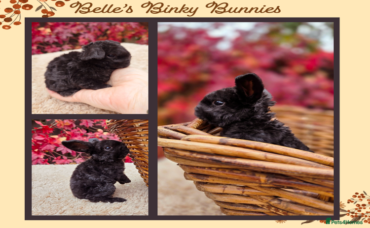 Mini Lop rabbits - Advert 3