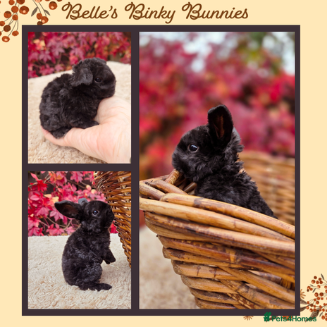 Mini Lop rabbits - Advert 9