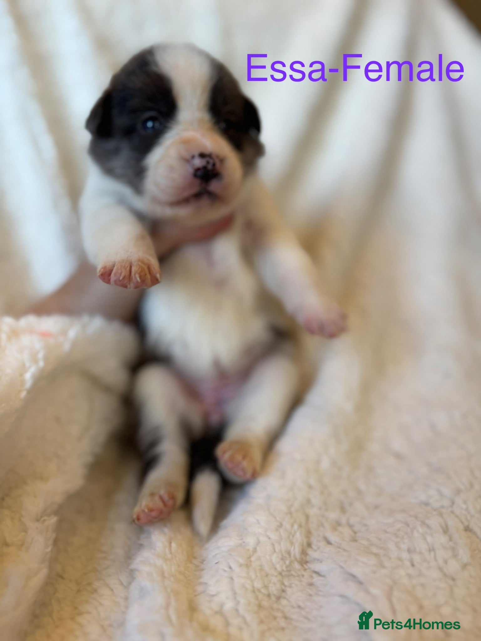 Border Collie dogs Pure Bred Border Collie Puppies For Sale - Advert 2