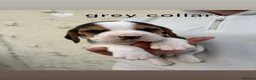 Beagle dogs for sale: ONLY 1 MALE LEFT - Gorgeous tricolour beagle pups - Advert 4