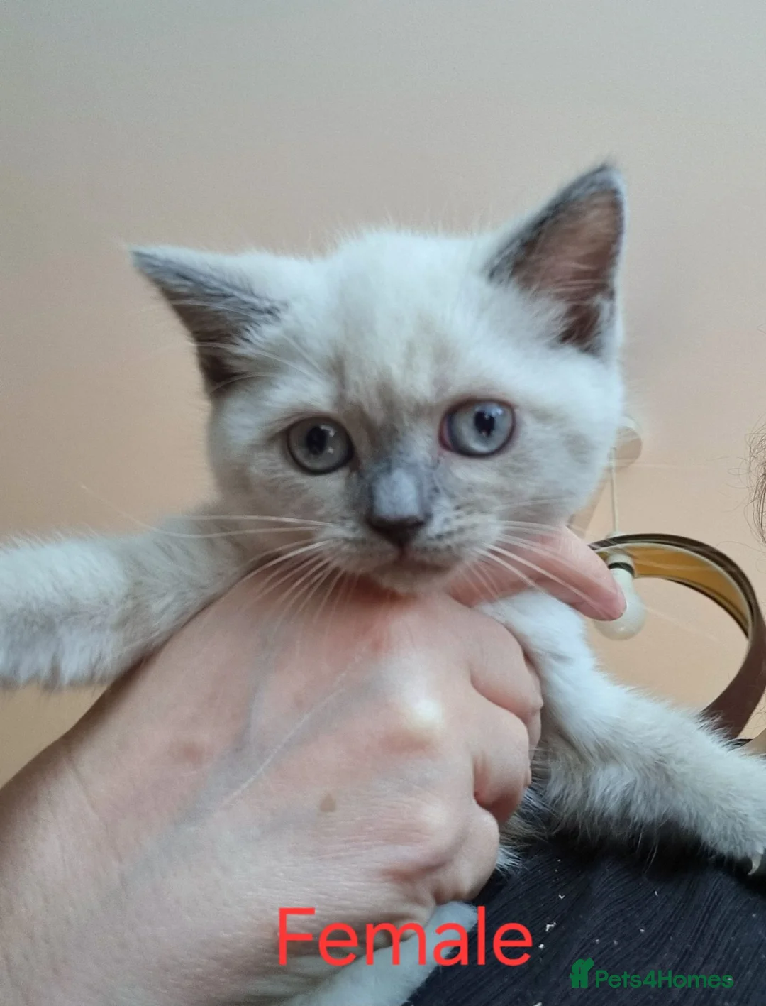 British Shorthair cats for sale: British Shorthair kittens  - Advert 2