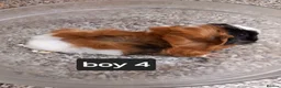 Guinea Pig rodents for sale: Baby guineapigs ready now  - Advert 10