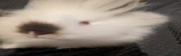Lionhead rabbits for sale: Baby lionhead rabbits  - Advert 6
