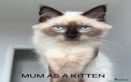 Ragdoll cats for sale: 💞 RAGDOLL Kittens Ready 13th August GrCh Blood - Image 15