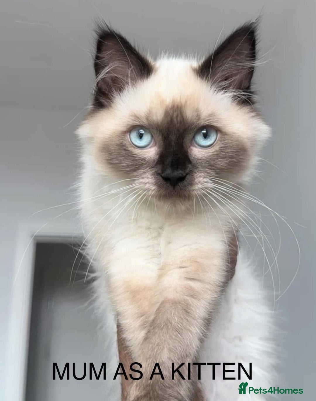 Ragdoll cats for sale: 💞 RAGDOLL Kittens Ready 13th August GrCh Blood - Image 15