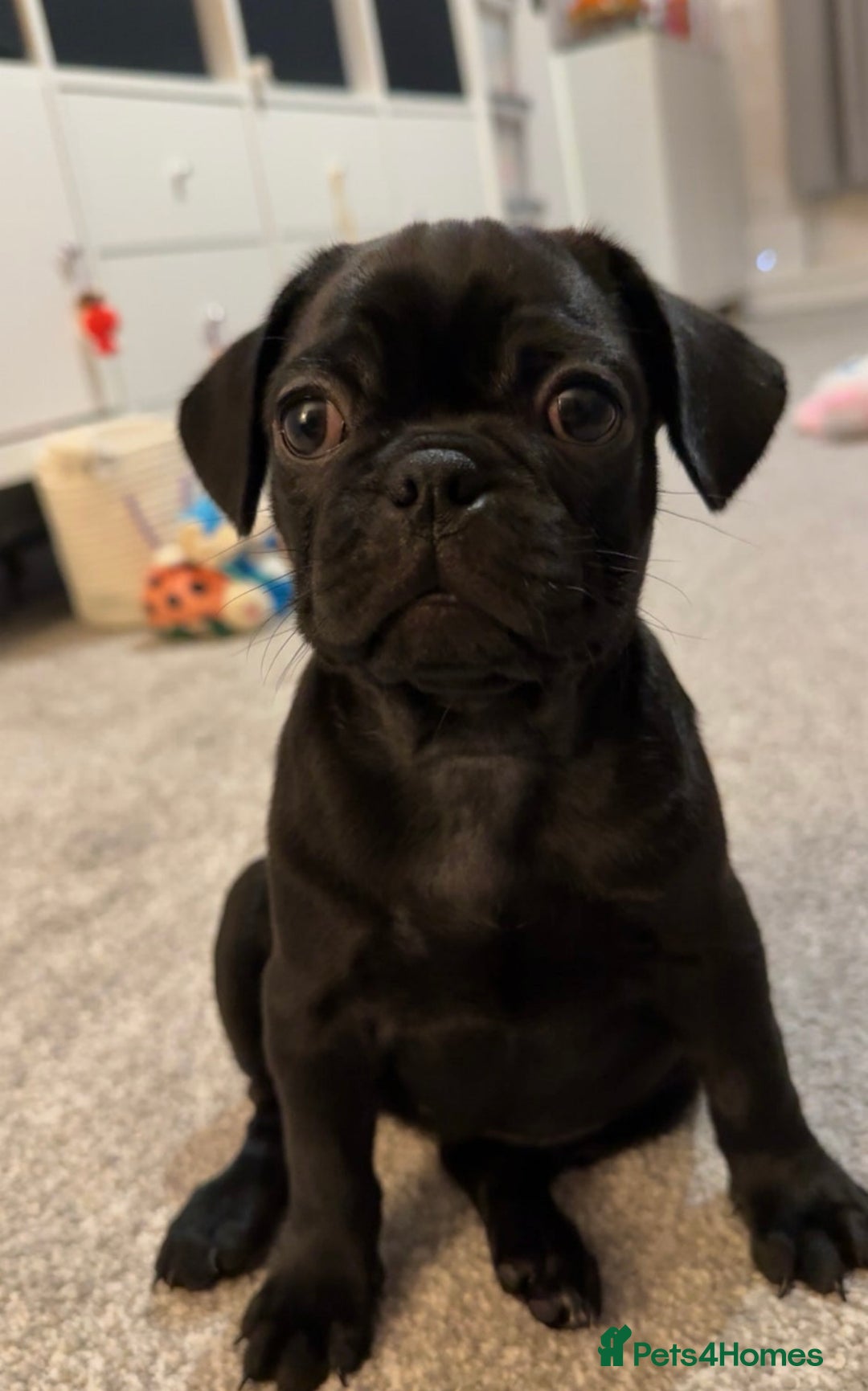Frug dogs for sale: Frug puppies  - Advert 3