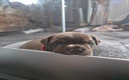 English Bulldog dogs for sale: Bulldog puppies - Image 9